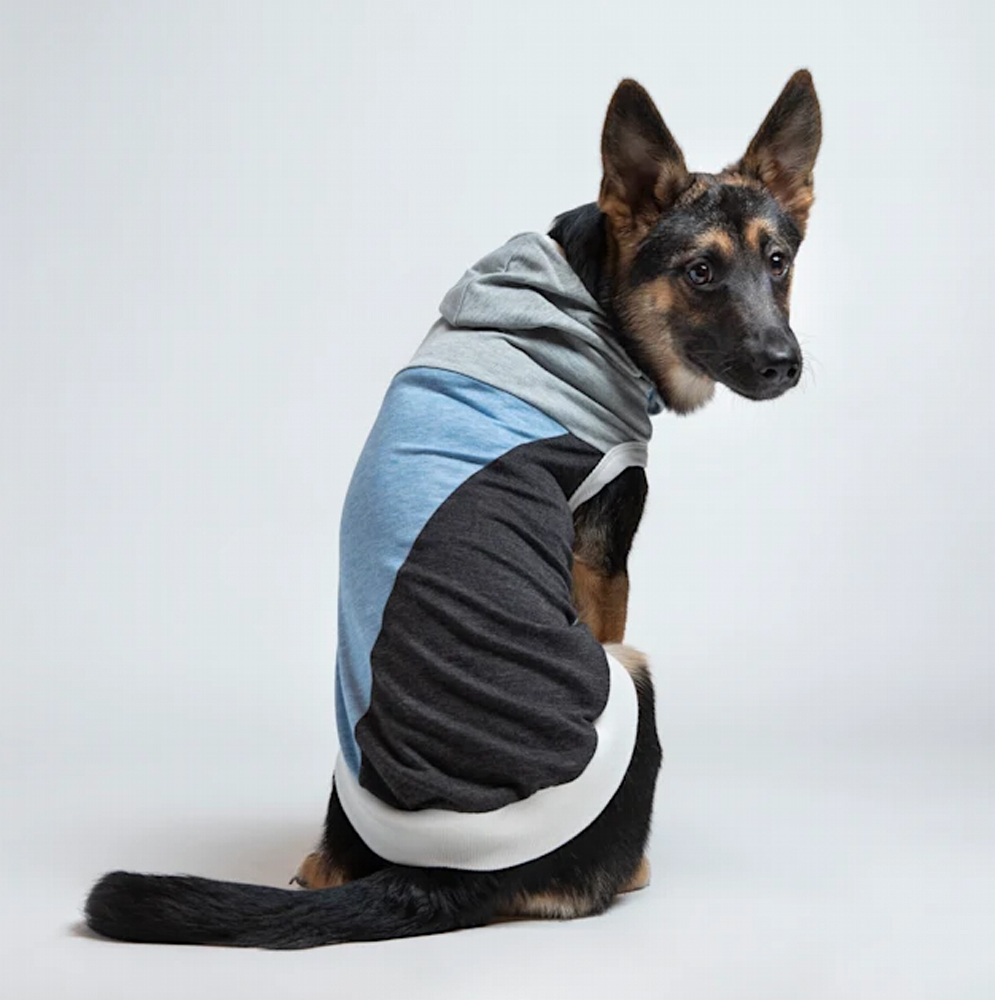 hoodie for a dog